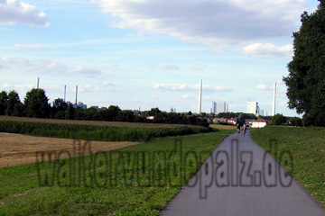 Radweg bei Altrip