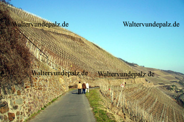Bopparder Hamm, Weinanbau an Steilstlagen