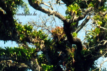 Bromelien auf einem Baum im Urwald von Costa Rica, als Nahaufnahme. Der Urwaldriese, das sieht man auf dem Bild gar nicht, der war einfach riesig. Die Bilder wo der Baum ganz zu sehen ist, flogen auf der nächsten Seite zum Thema Costa Rica Reisen.