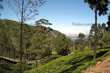 Teeplantagen in den Bergen von Sri Lanka.