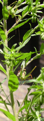 Tiere und Pflanze, Grüne männliche Heuschrecke schielt auf weibliche Heuschrecke