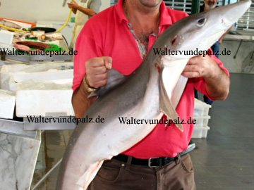 Auf einem Fischmarkt in Portugal. Stolz wird der Hai präsentiert, dern der Fischhändler gerne am Stück verkaufen will.
