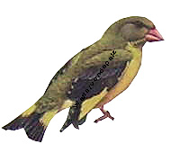 Vogel im Pfälzer Wald, Grünfink