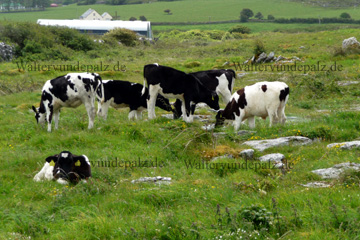 Glückliche Kühe auf einer Weide in Irland.