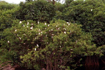 Schneeweiße Fischreiher auf einem Baum in den Mangroven auf der Insel Jamaika in der Karibik.