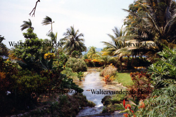 Blick auf Palmen und Blumen in einem gepflegten Garten am Karibischen Meer.