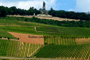 Weinanbau an Steilstlagen unter dem Niederwalddenkmal in Bingen am Rhein