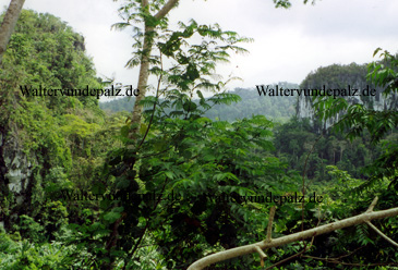 Blick auf den Dschungel auf der Insel Palawan nahe Borneo
