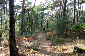 Ein Wanderer auf einem Wanderweg im Pfälzer Wald.