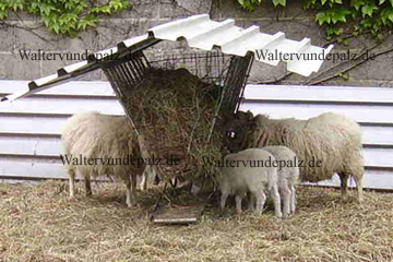 Glückliches Schaf, ein Hammel und zwei Lämmer an der Futterkrippe im Freiland gehalten für die spätere Schlachtung.