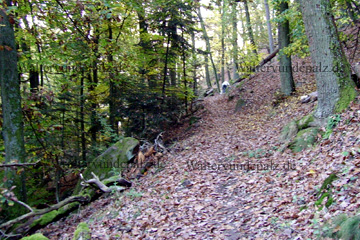 Waldweg als Trekkingpfad zum kleinen Peterskopf