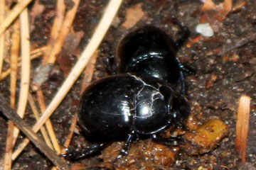 Zwei schwarze Käfer auf dem Waldboden im Pfälzer Wald bei der Wanderung am 29.09.2012 fotografiert mit der Canon 500 D.