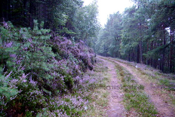 Waldweg mit Heidekraut, bei Bad Dürkheim im Pfälzer Wald