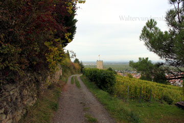 So sieht man die Wachtenburg in Wachenheim an der Weinstraße wenn man vom Odinstal an die Burg wandert aus der Ferne. Das Bild ist auch am 13. Oktober 2012 entstanden.