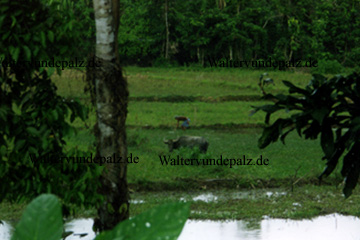 Ein Reisbauer mit seinem Wasserbüffel auf dem Reisfeld auf Palawan
