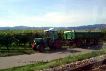 Winzer bei der Weinlese an der Weinstraße in der Pfalz